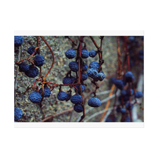 Fine Art Poster — Blue Wild Grapevine Photograph (Botanical Wall Art)