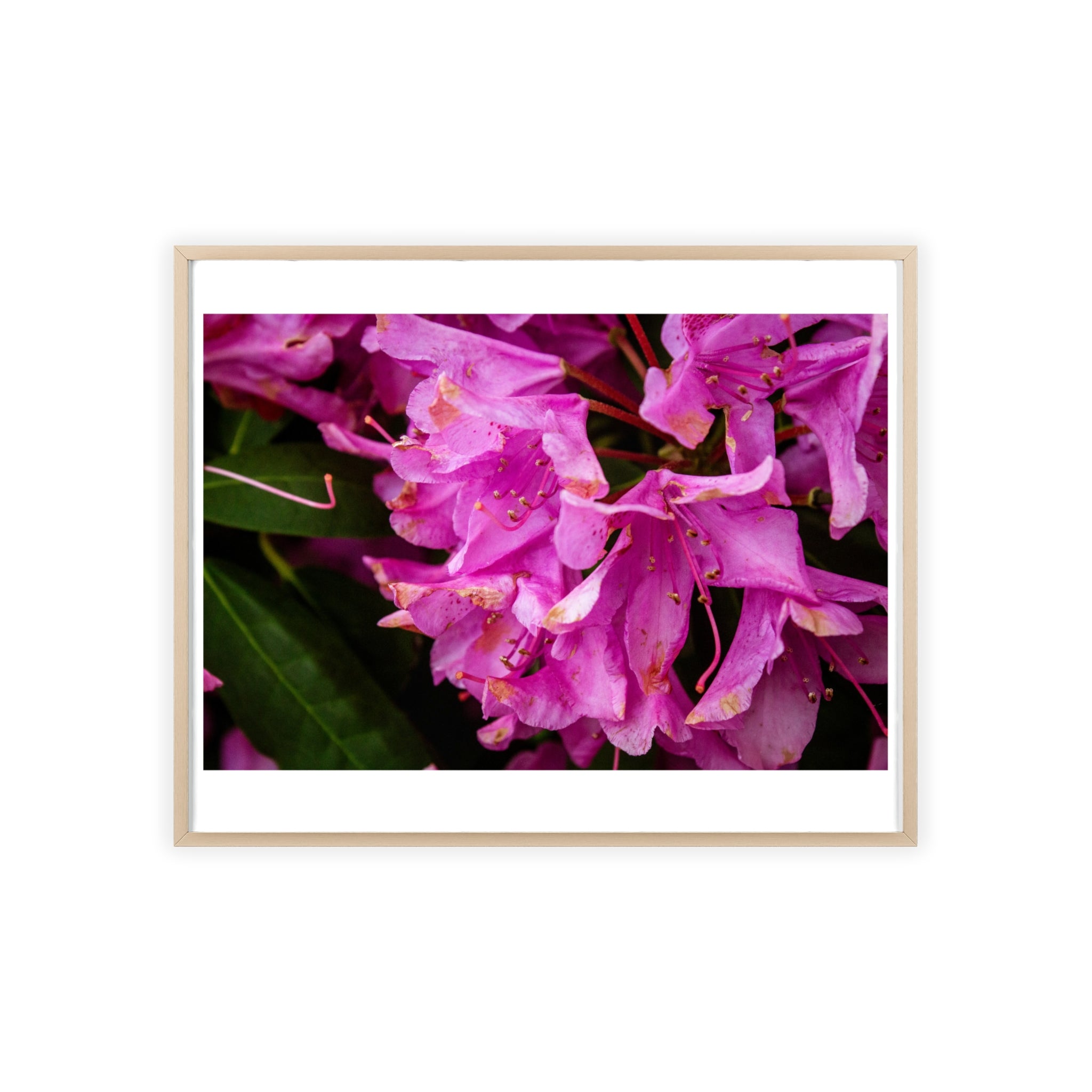 Framed Pink Rhododendron Poster — Floral Wall Art with Wooden Frame