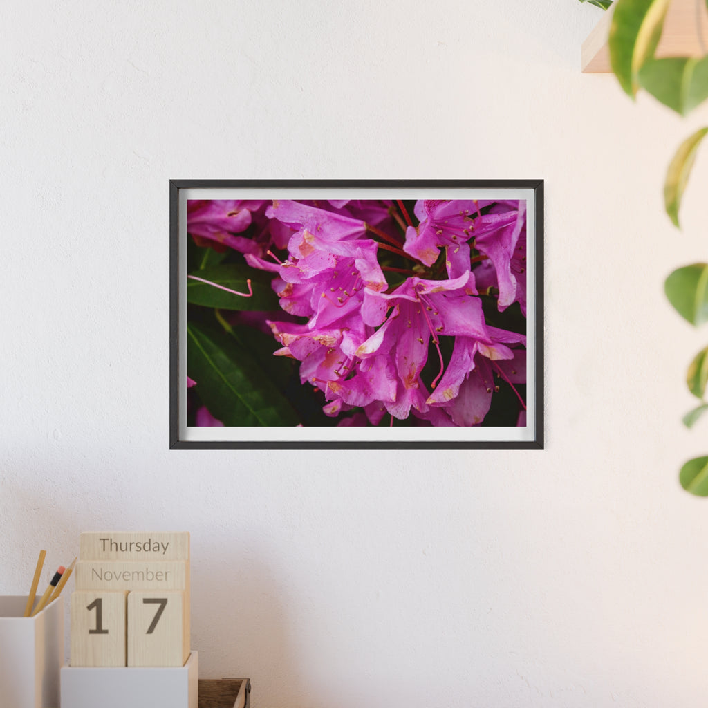 Framed Pink Rhododendron Poster — Floral Wall Art with Wooden Frame