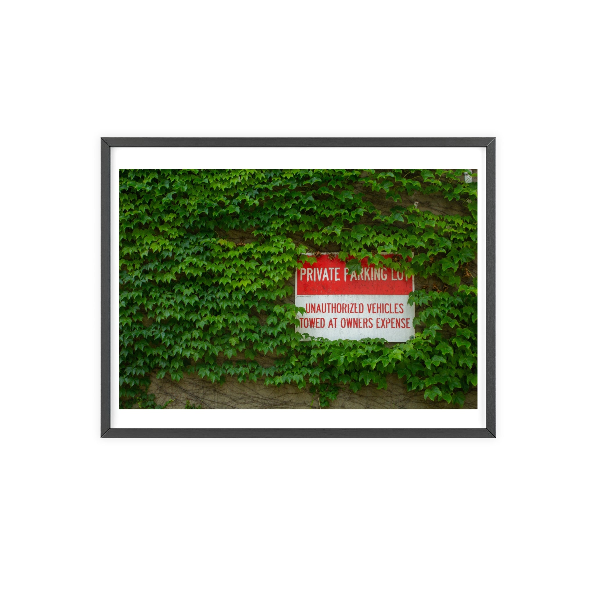 Red 'Private Parking' sign on a wall covered with green ivy
