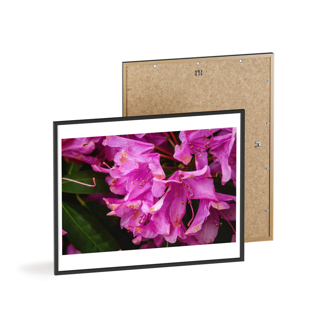 Framed Pink Rhododendron Poster — Floral Wall Art with Wooden Frame