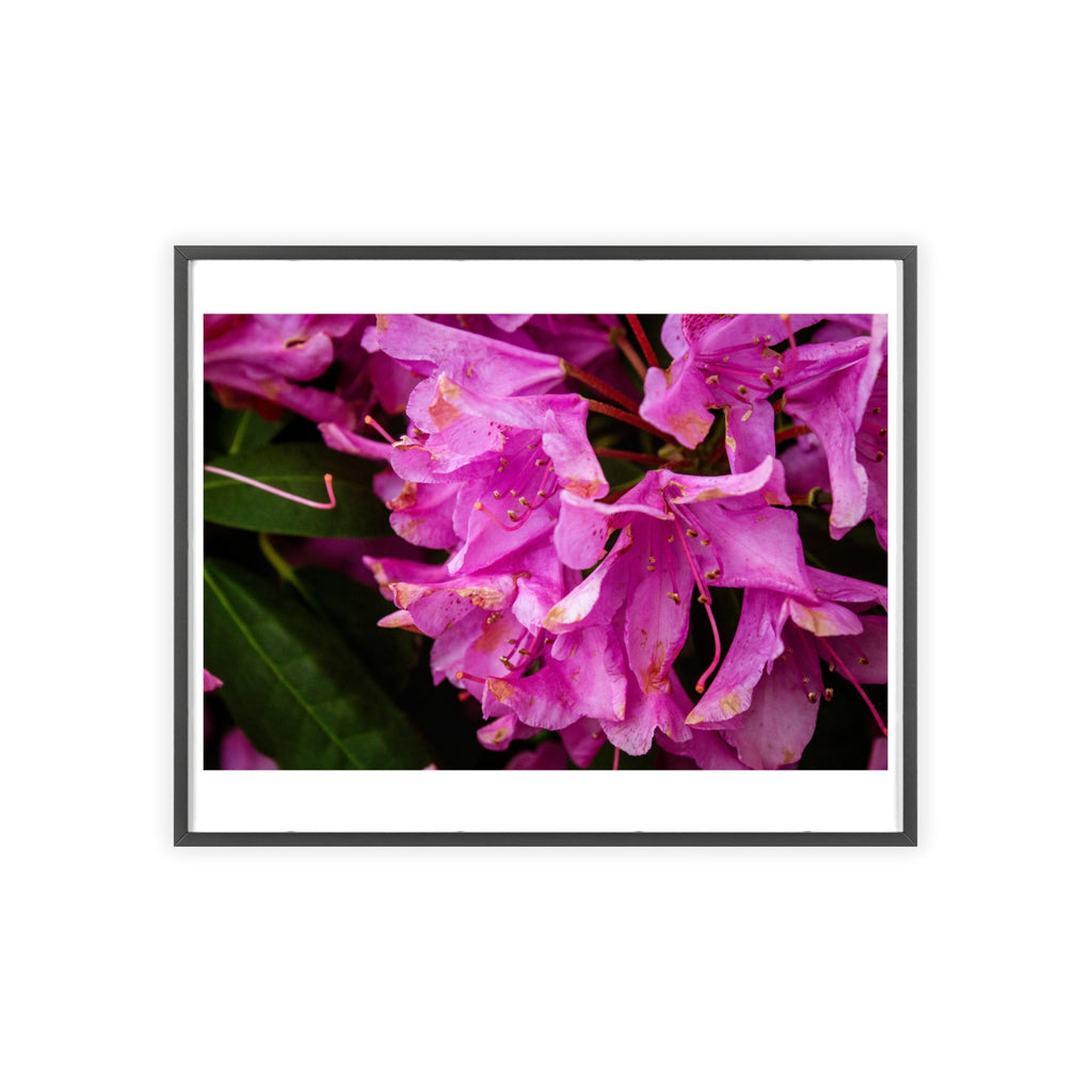 Framed Pink Rhododendron Poster — Floral Wall Art with Wooden Frame