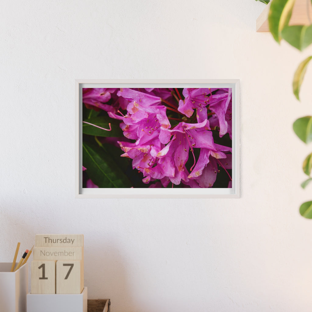 Framed Pink Rhododendron Poster — Floral Wall Art with Wooden Frame