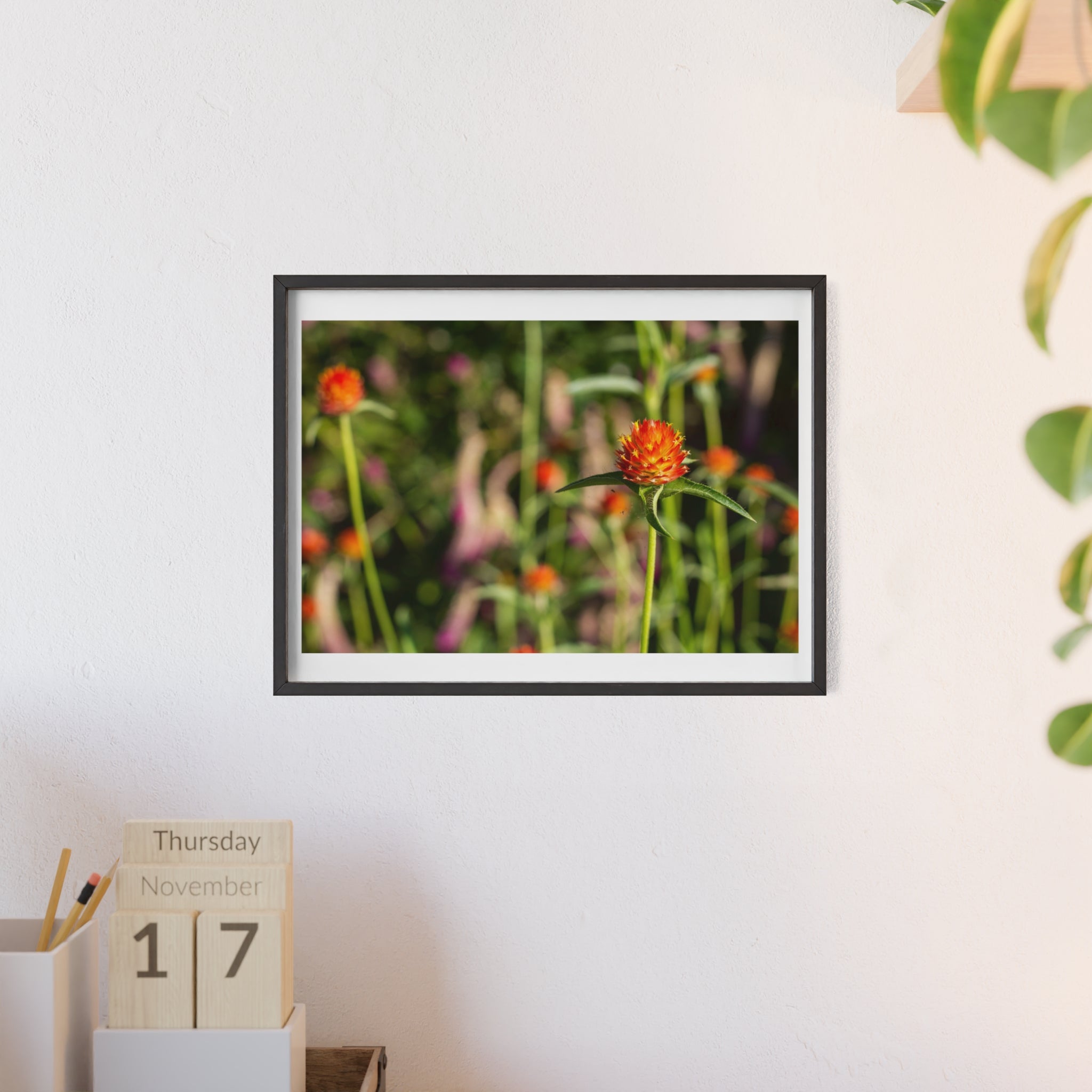 Framed Wildflower Poster — Orange Globe Amaranth Print with Wooden Frame