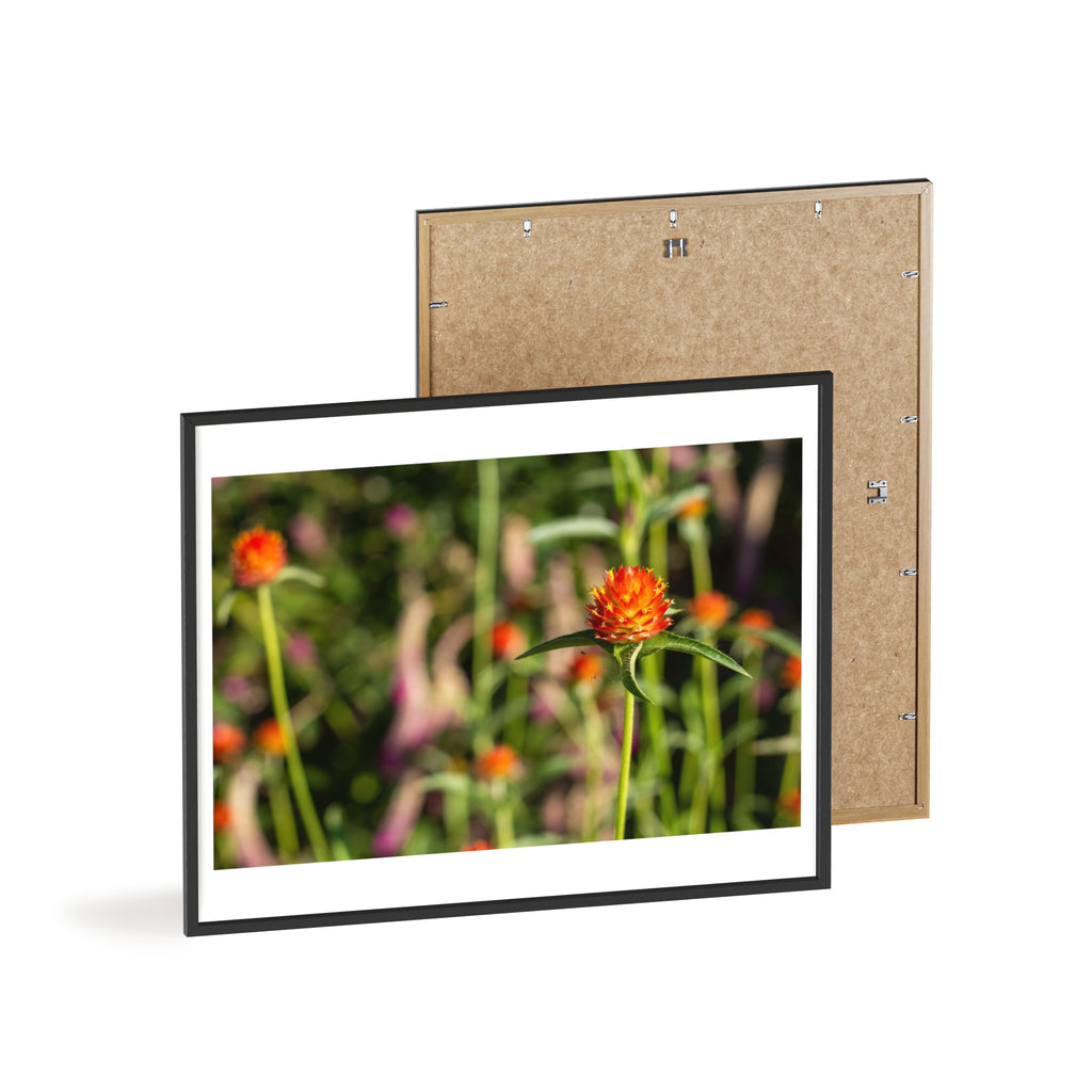 Framed Wildflower Poster — Orange Globe Amaranth Print with Wooden Frame