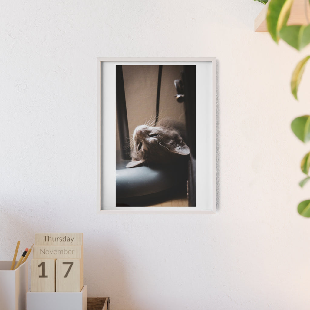 Framed Cat Photo Poster — Relaxing Nap Wall Art