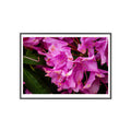 Framed Pink Rhododendron Poster — Floral Wall Art with Wooden Frame