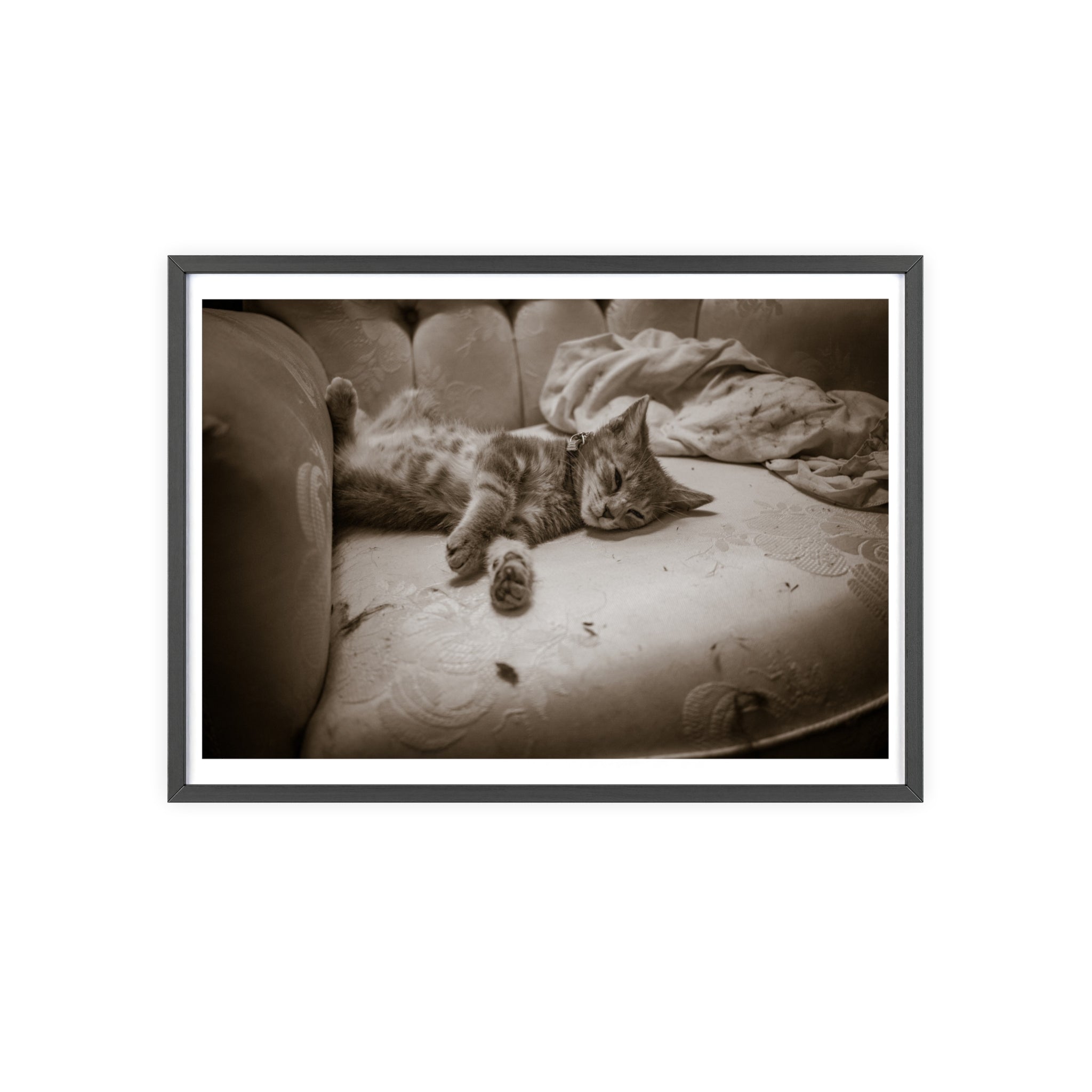 Sepia Cat Photo Poster with Wooden Frame — Vintage Wall Art for Cat Lovers