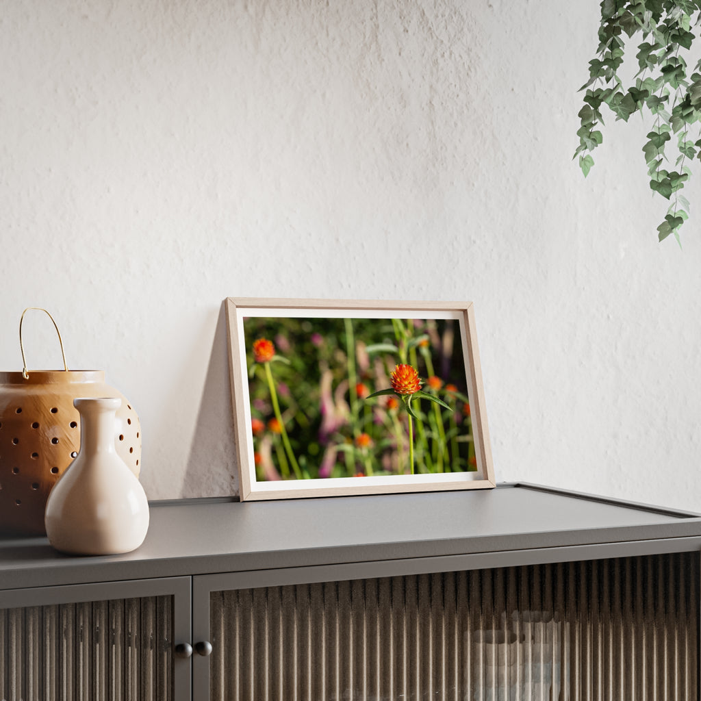 Framed Wildflower Poster — Orange Globe Amaranth Print with Wooden Frame