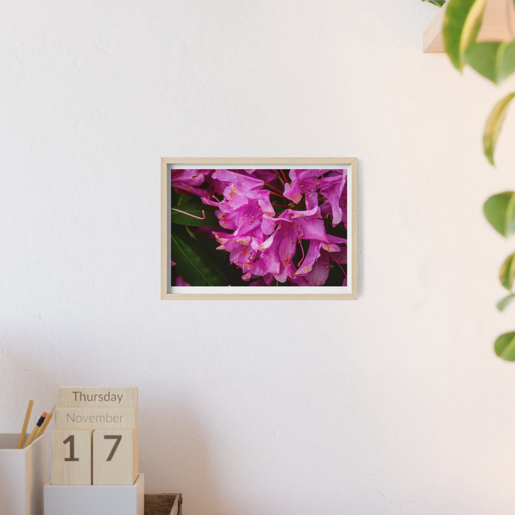 Framed Pink Rhododendron Poster — Floral Wall Art with Wooden Frame