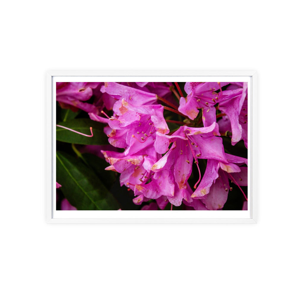 Framed Pink Rhododendron Poster — Floral Wall Art with Wooden Frame