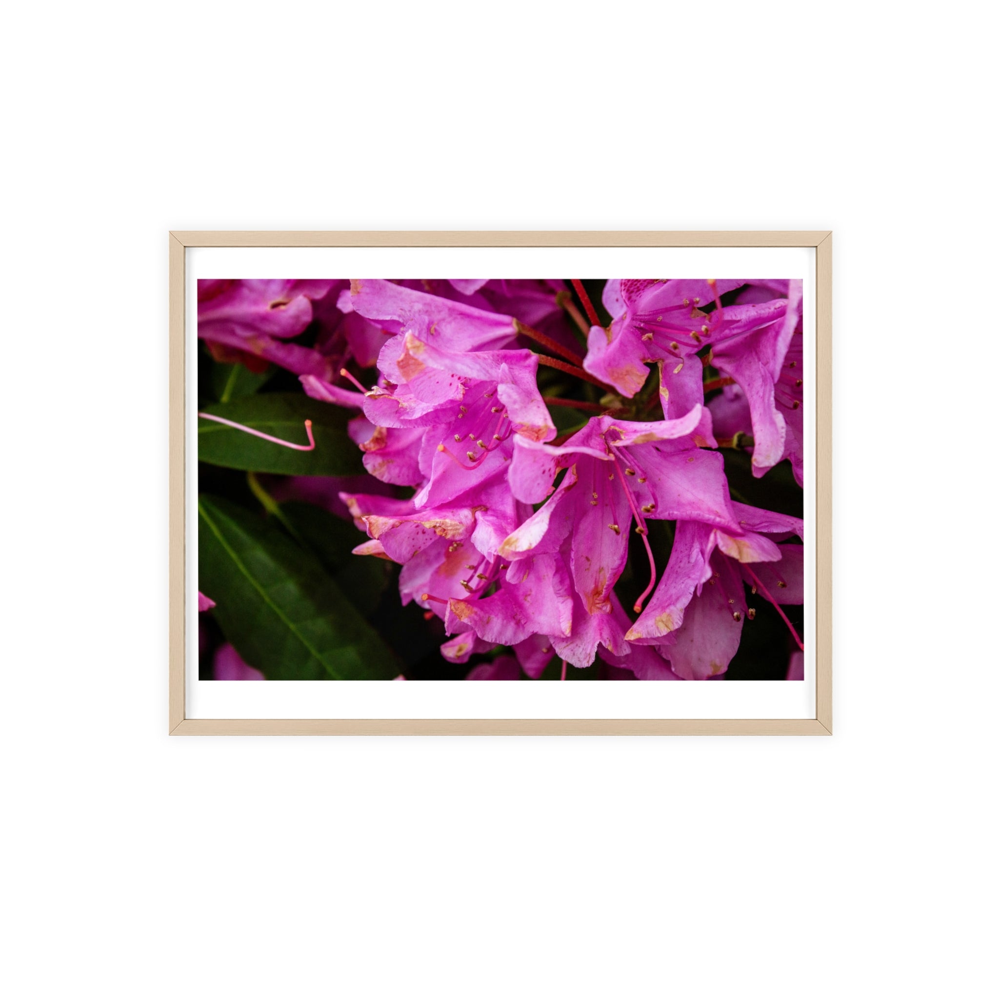 Framed Pink Rhododendron Poster — Floral Wall Art with Wooden Frame