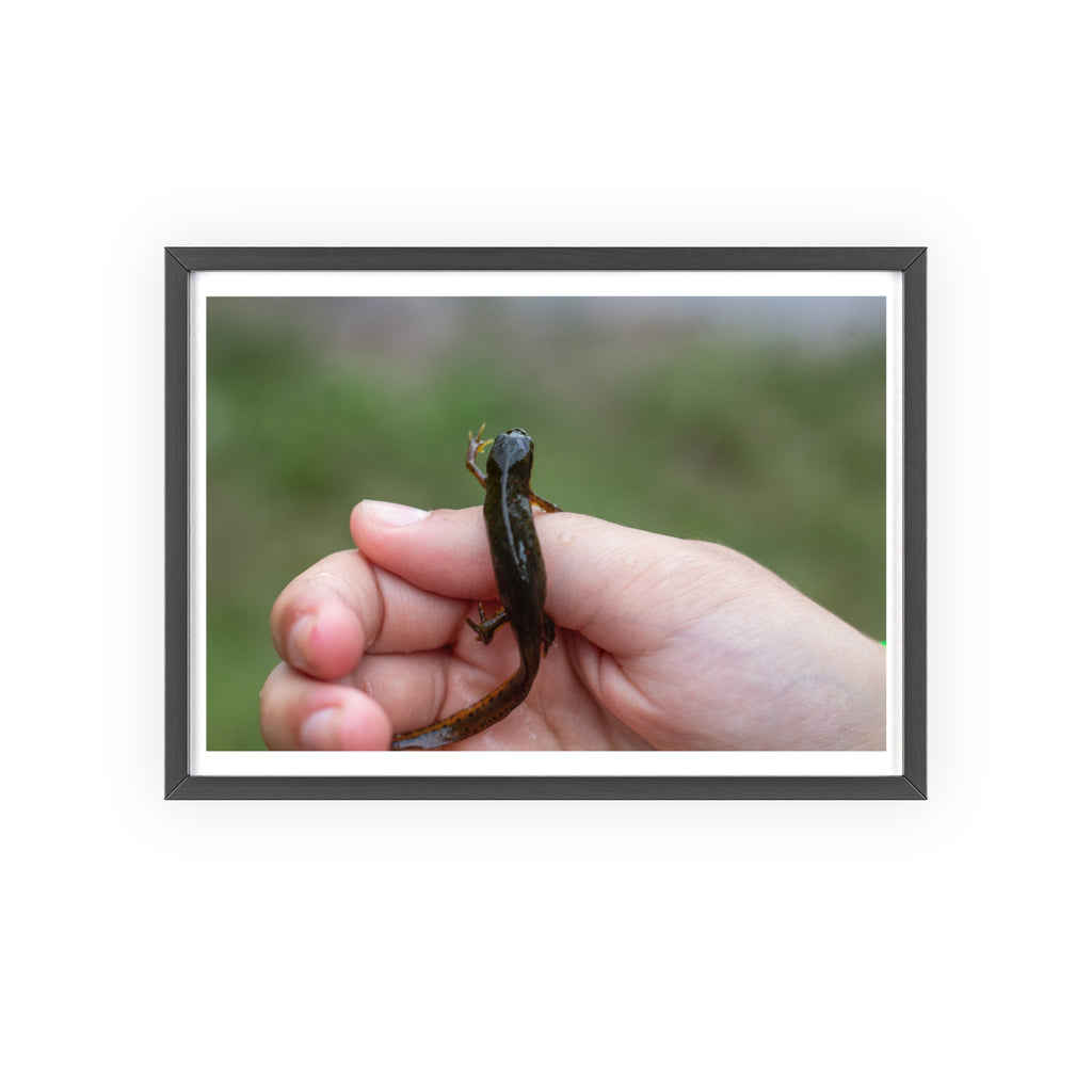 Framed Wildlife Photo Poster — Child Holding Newt