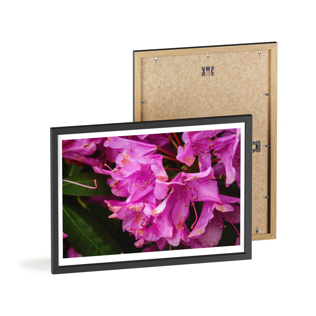 Framed Pink Rhododendron Poster — Floral Wall Art with Wooden Frame