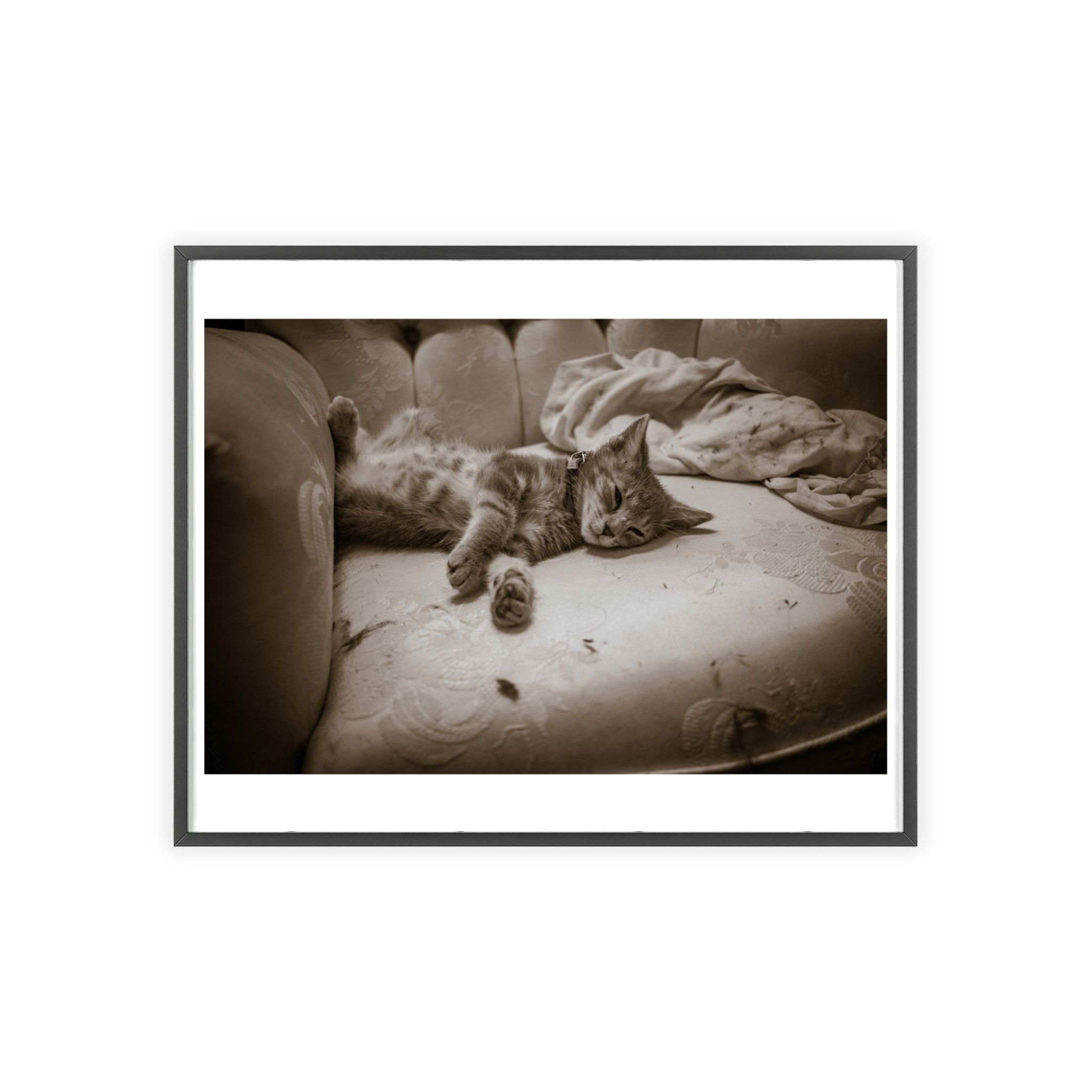 Sepia Cat Photo Poster with Wooden Frame — Vintage Wall Art for Cat Lovers