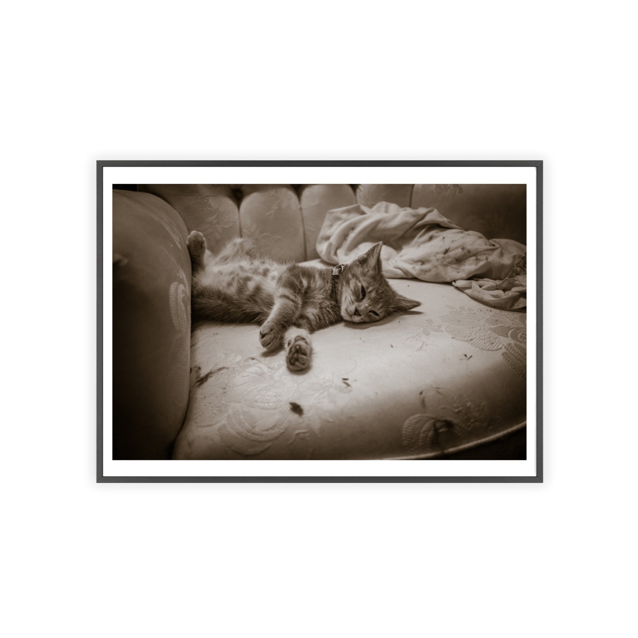 Sepia Cat Photo Poster with Wooden Frame — Vintage Wall Art for Cat Lovers