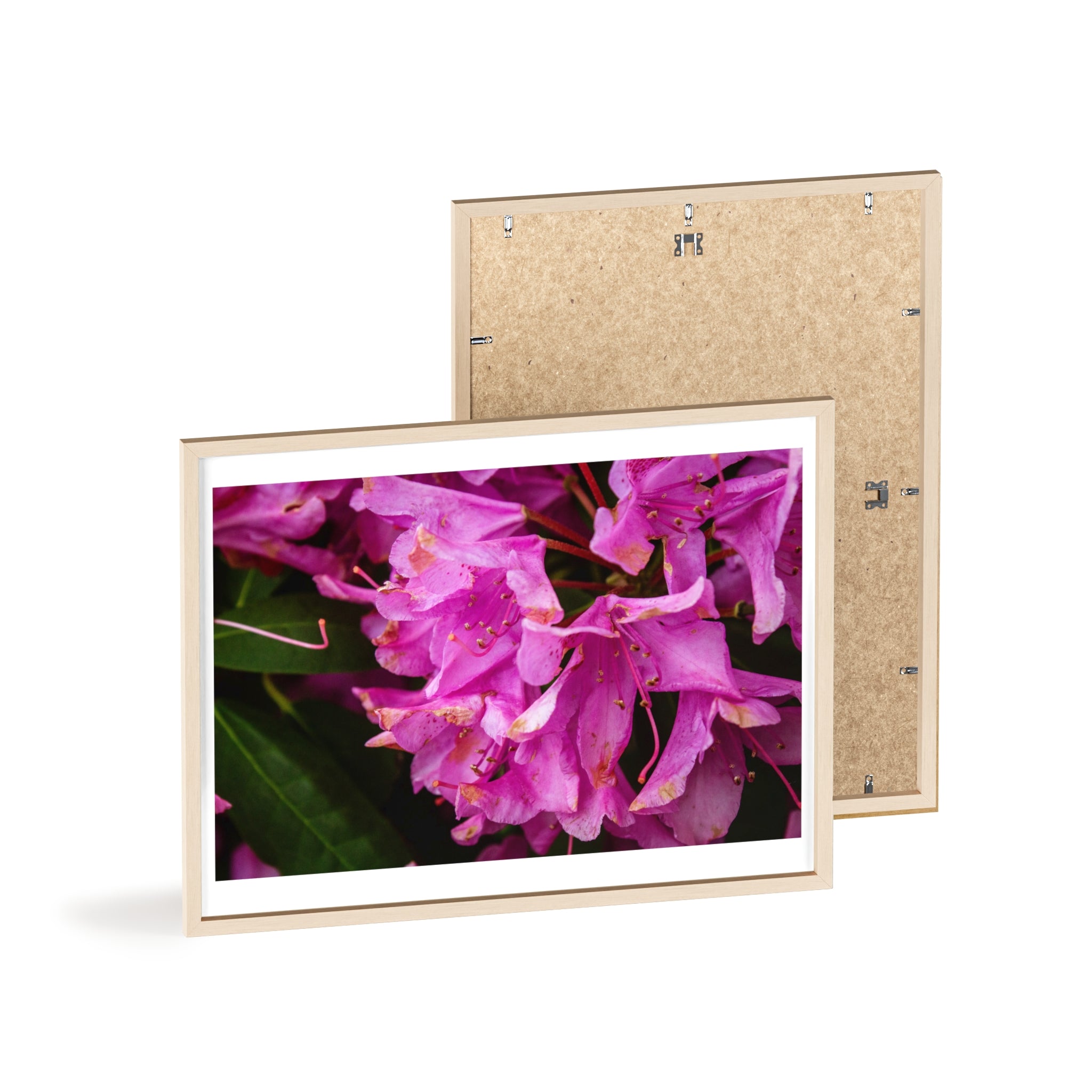 Framed Pink Rhododendron Poster — Floral Wall Art with Wooden Frame