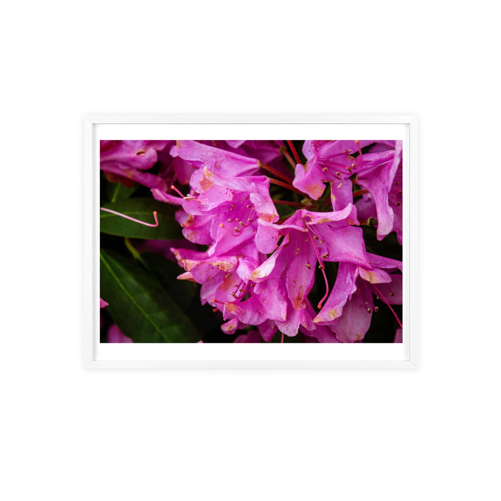 Framed Pink Rhododendron Poster — Floral Wall Art with Wooden Frame