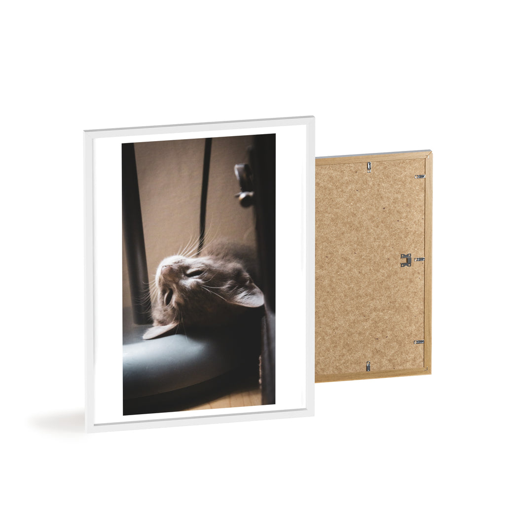 Framed Cat Photo Poster — Relaxing Nap Wall Art