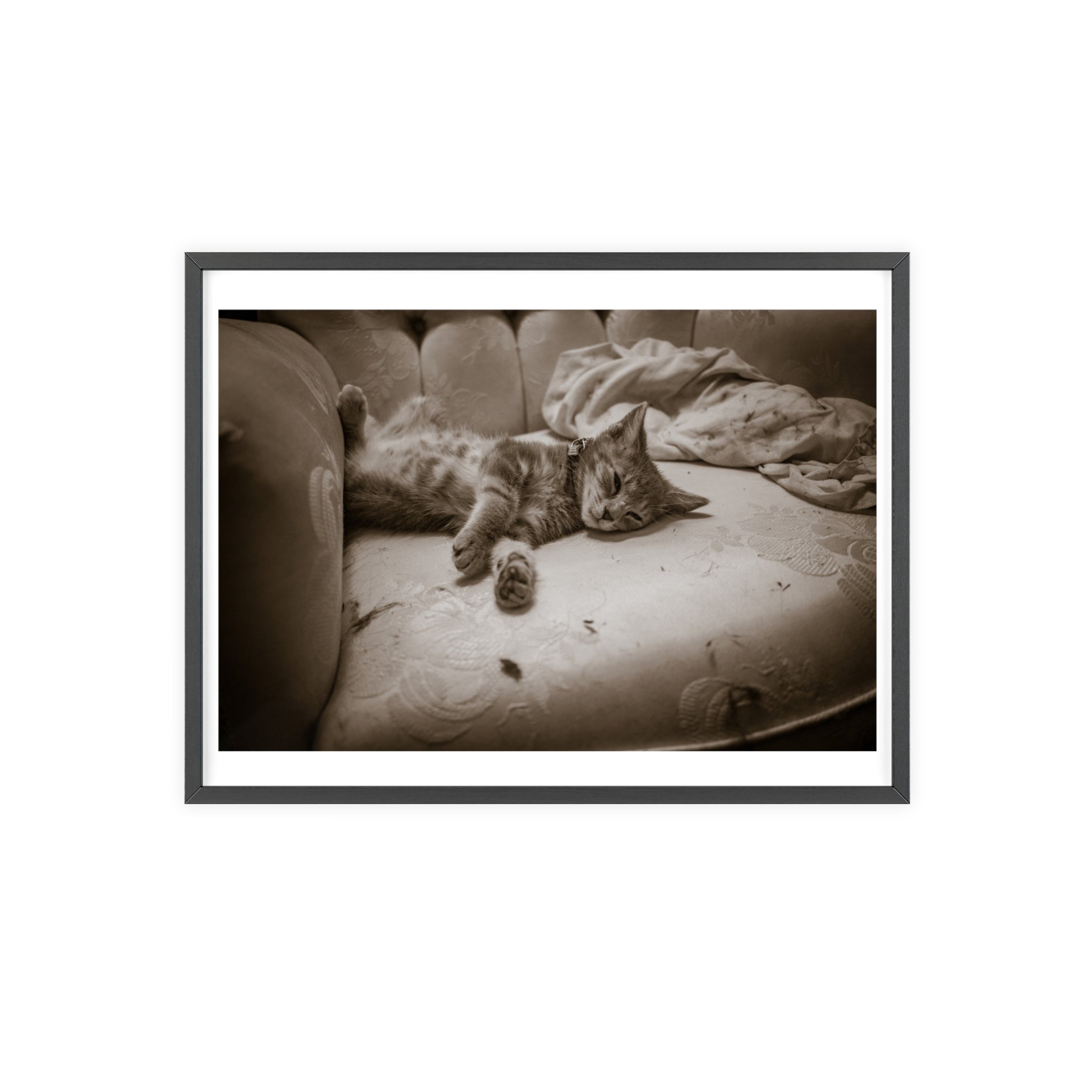 Sepia Cat Photo Poster with Wooden Frame — Vintage Wall Art for Cat Lovers