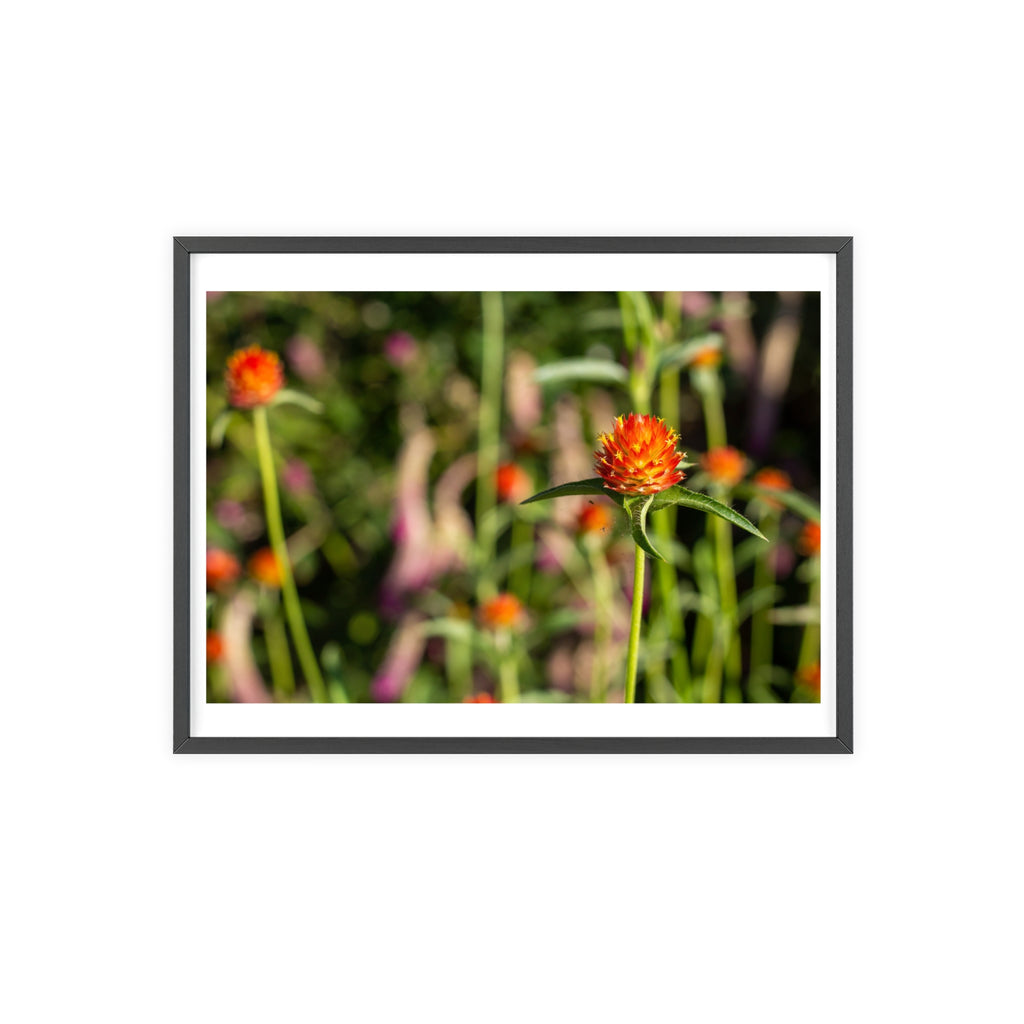 Framed photograph of orange flowers with a blurred background