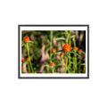 Framed photograph of orange flowers with a blurred background