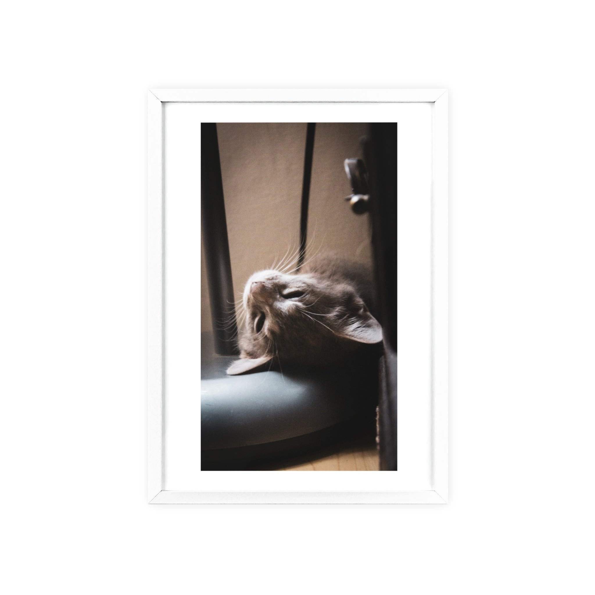 Framed Cat Photo Poster — Relaxing Nap Wall Art