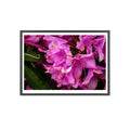 Framed Pink Rhododendron Poster — Floral Wall Art with Wooden Frame