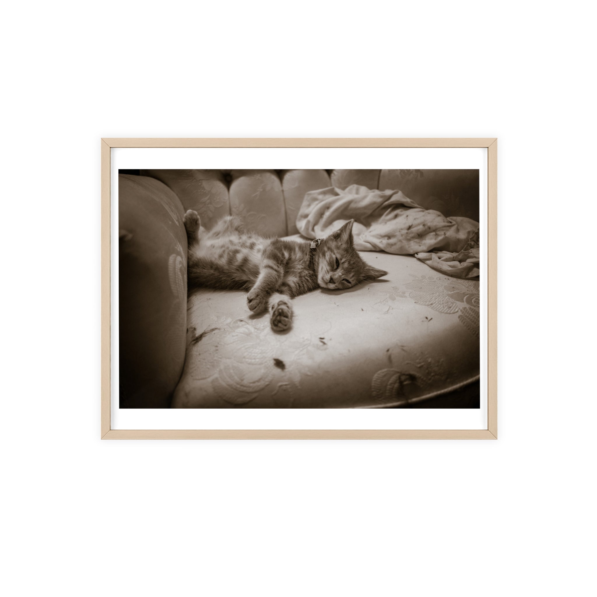 Sepia Cat Photo Poster with Wooden Frame — Vintage Wall Art for Cat Lovers