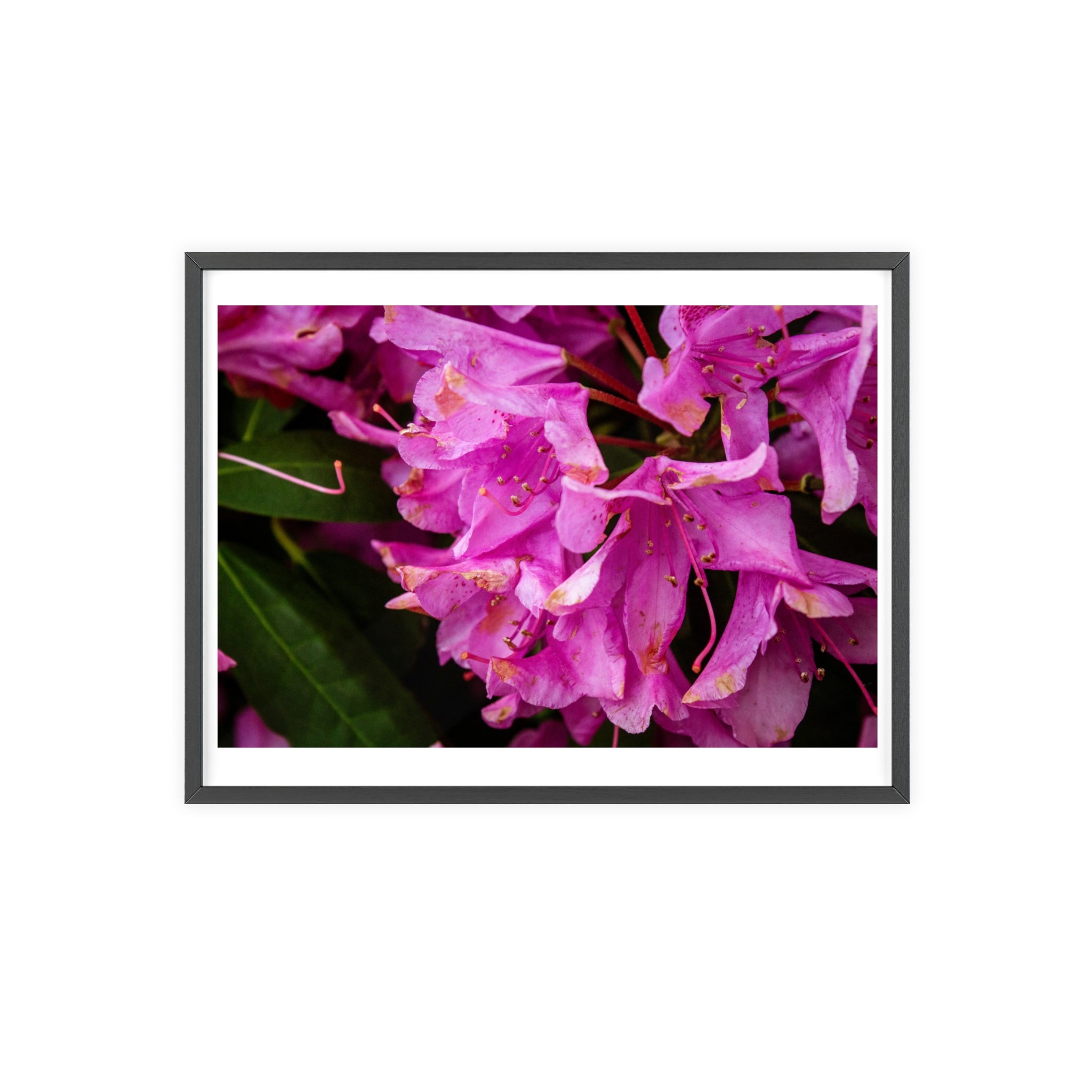 Framed Pink Rhododendron Poster — Floral Wall Art with Wooden Frame