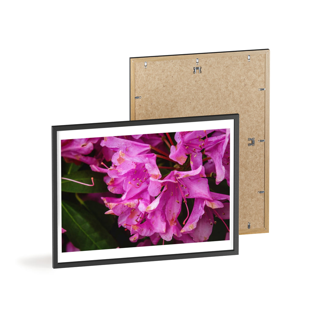 Framed Pink Rhododendron Poster — Floral Wall Art with Wooden Frame