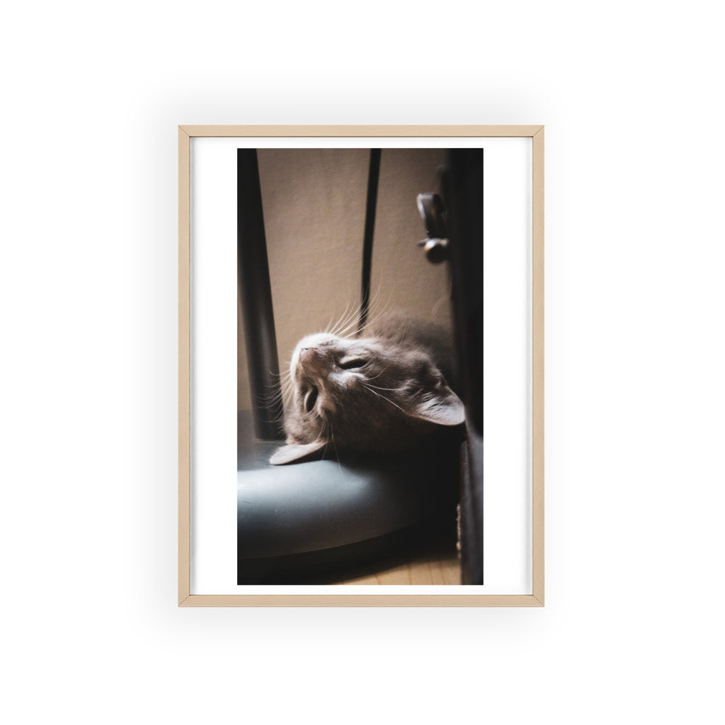 Framed Cat Photo Poster — Relaxing Nap Wall Art