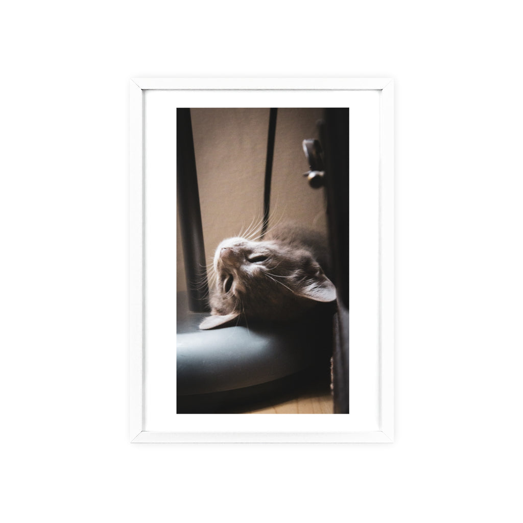 Framed Cat Photo Poster — Relaxing Nap Wall Art