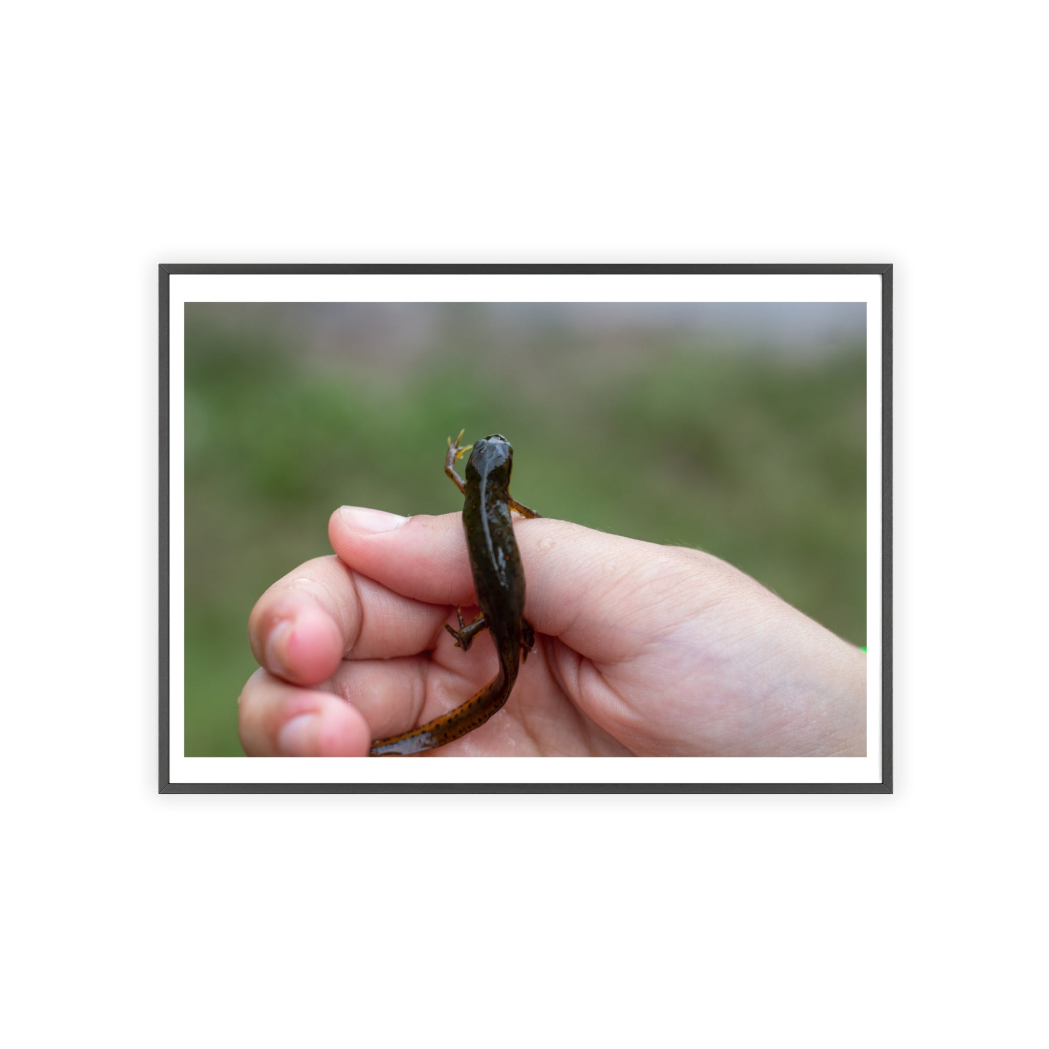Framed Wildlife Photo Poster — Child Holding Newt