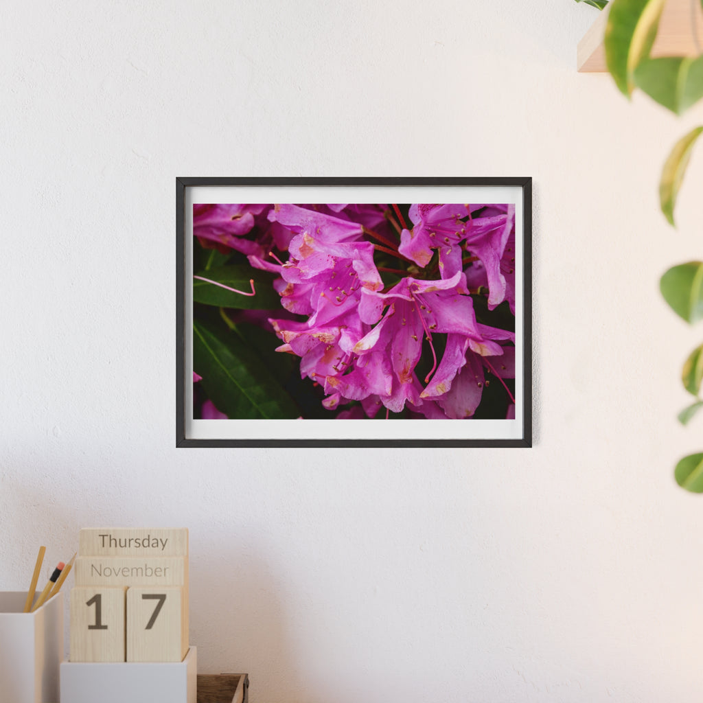 Framed Pink Rhododendron Poster — Floral Wall Art with Wooden Frame