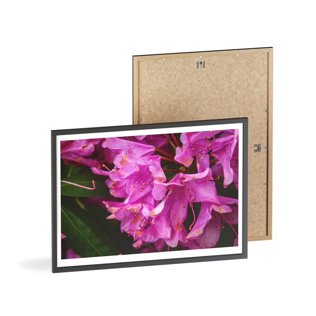 Framed Pink Rhododendron Poster — Floral Wall Art with Wooden Frame