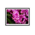 Framed Pink Rhododendron Poster — Floral Wall Art with Wooden Frame