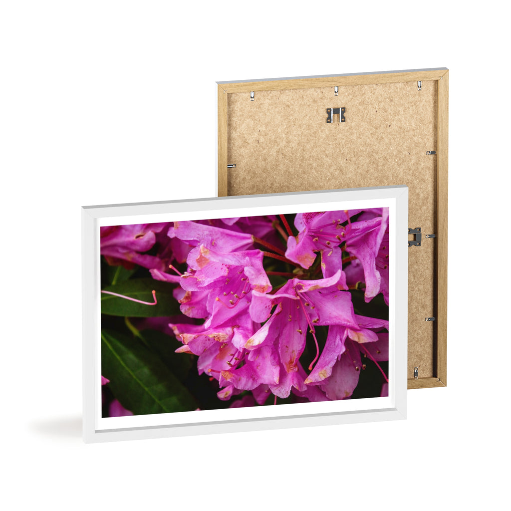 Framed Pink Rhododendron Poster — Floral Wall Art with Wooden Frame