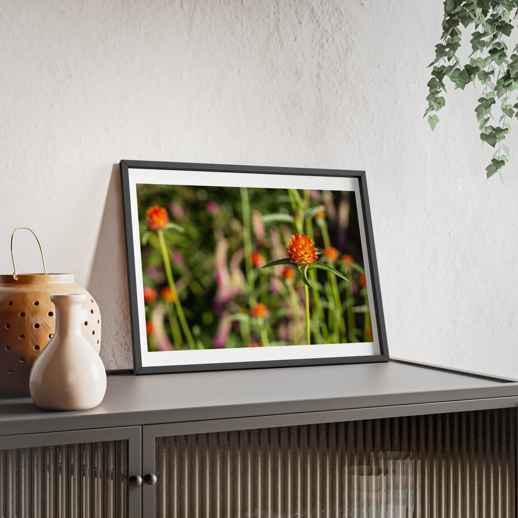 Framed Wildflower Poster — Orange Globe Amaranth Print with Wooden Frame