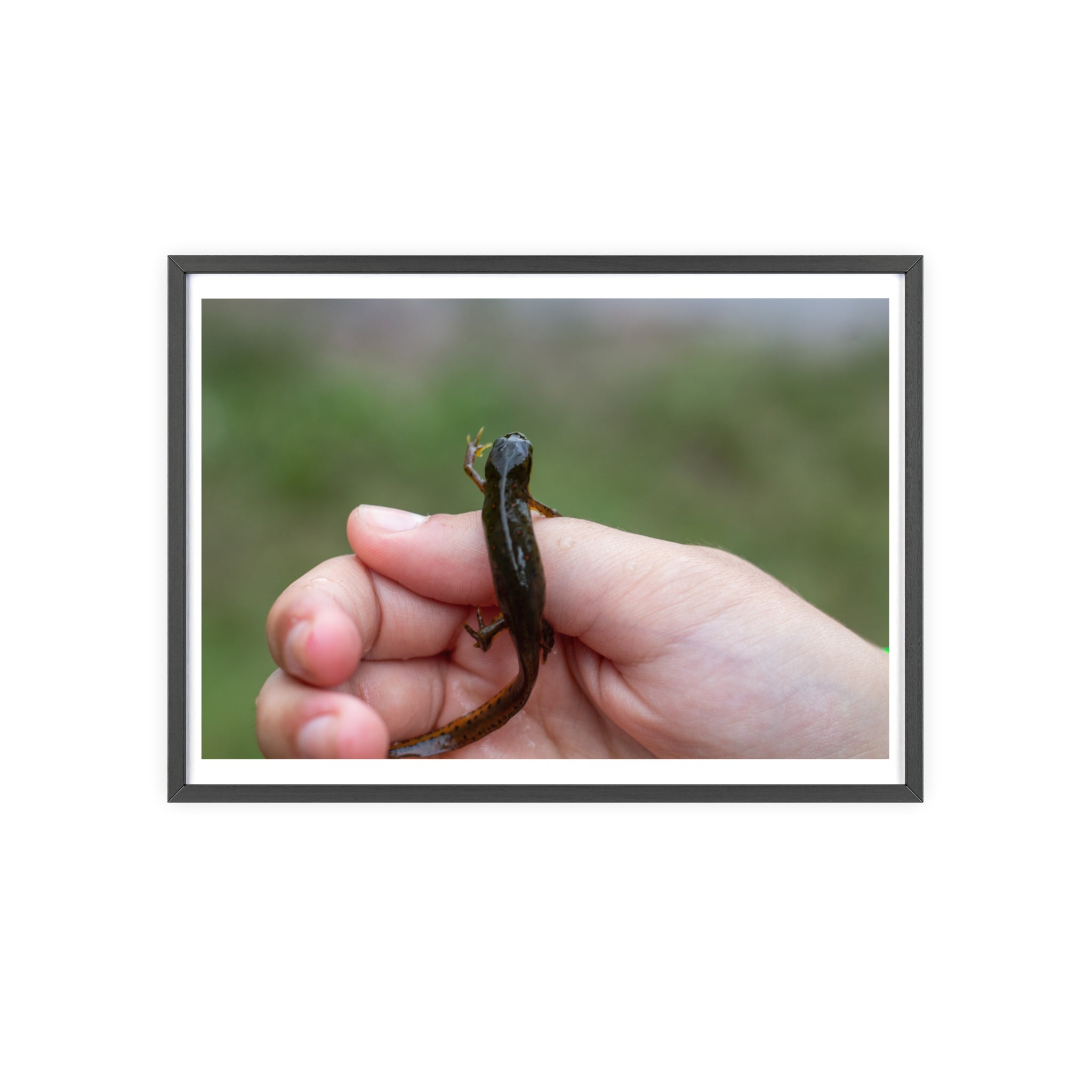 Framed Wildlife Photo Poster — Child Holding Newt