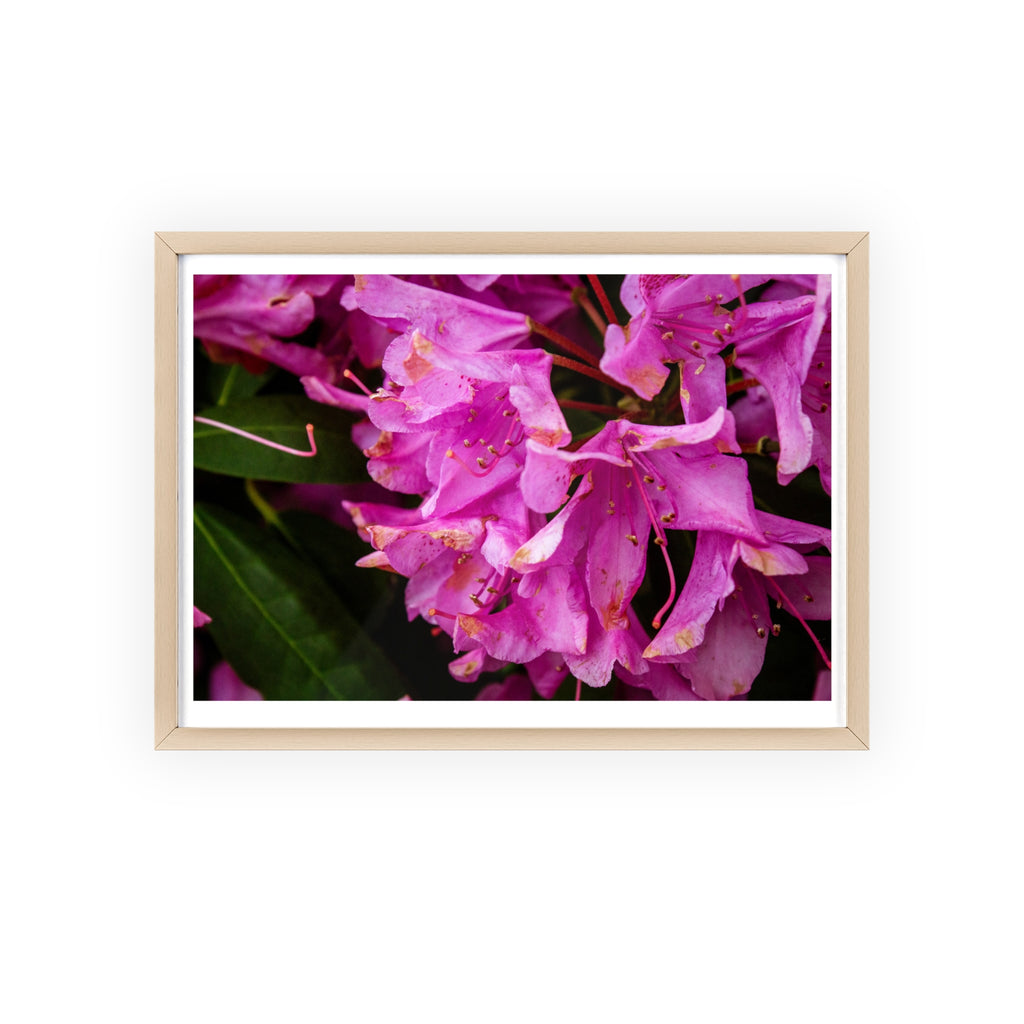 Framed Pink Rhododendron Poster — Floral Wall Art with Wooden Frame