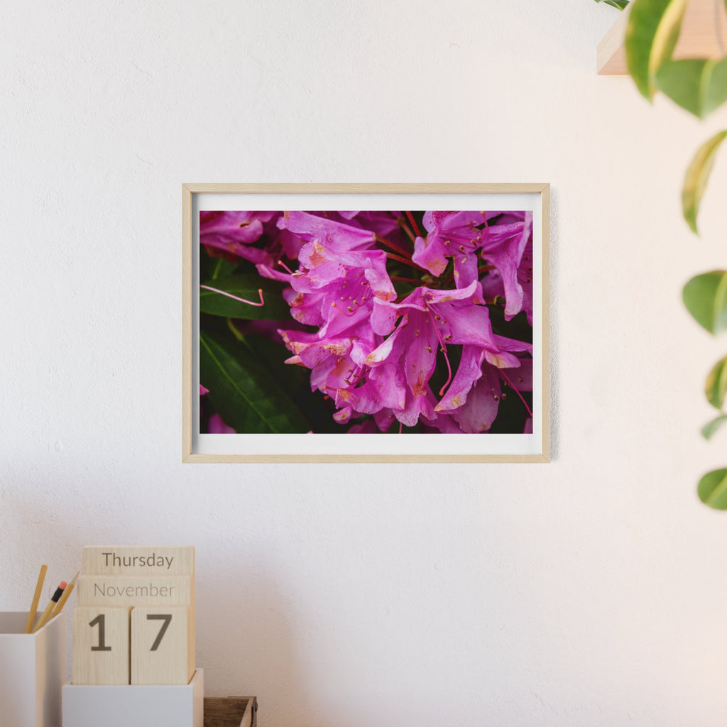 Framed Pink Rhododendron Poster — Floral Wall Art with Wooden Frame