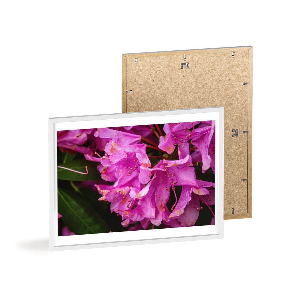 Framed Pink Rhododendron Poster — Floral Wall Art with Wooden Frame