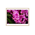 Framed Pink Rhododendron Poster — Floral Wall Art with Wooden Frame