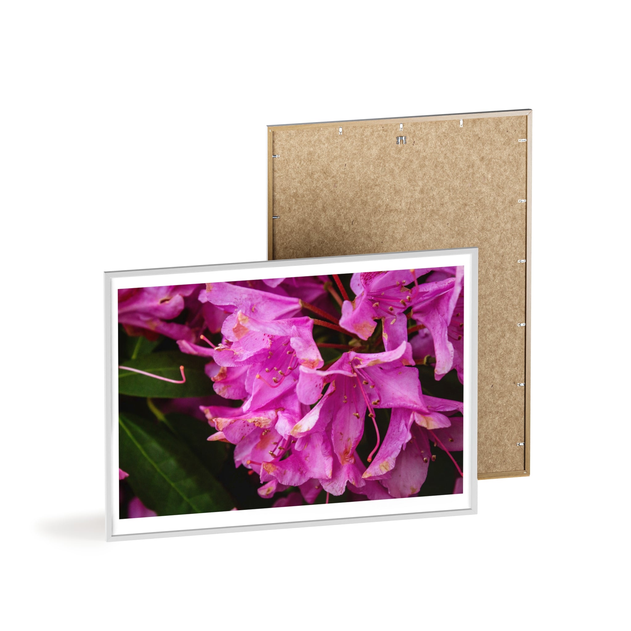 Framed Pink Rhododendron Poster — Floral Wall Art with Wooden Frame