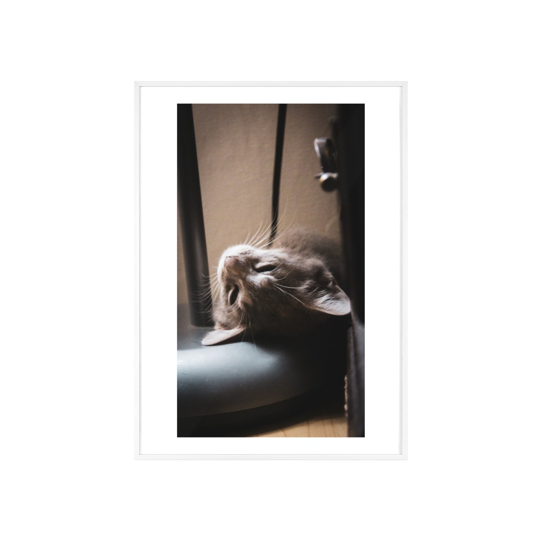 Framed Cat Photo Poster — Relaxing Nap Wall Art