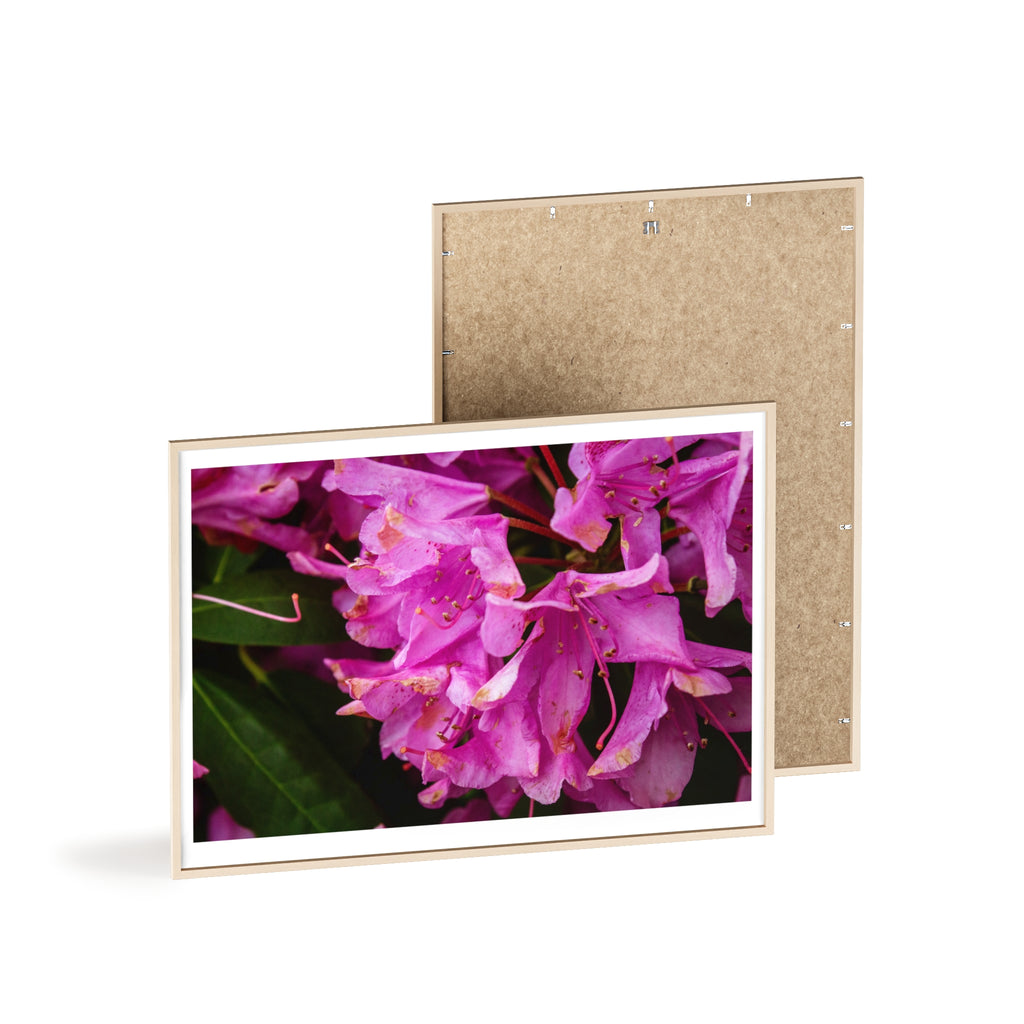 Framed Pink Rhododendron Poster — Floral Wall Art with Wooden Frame