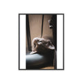 Framed Cat Photo Poster — Relaxing Nap Wall Art