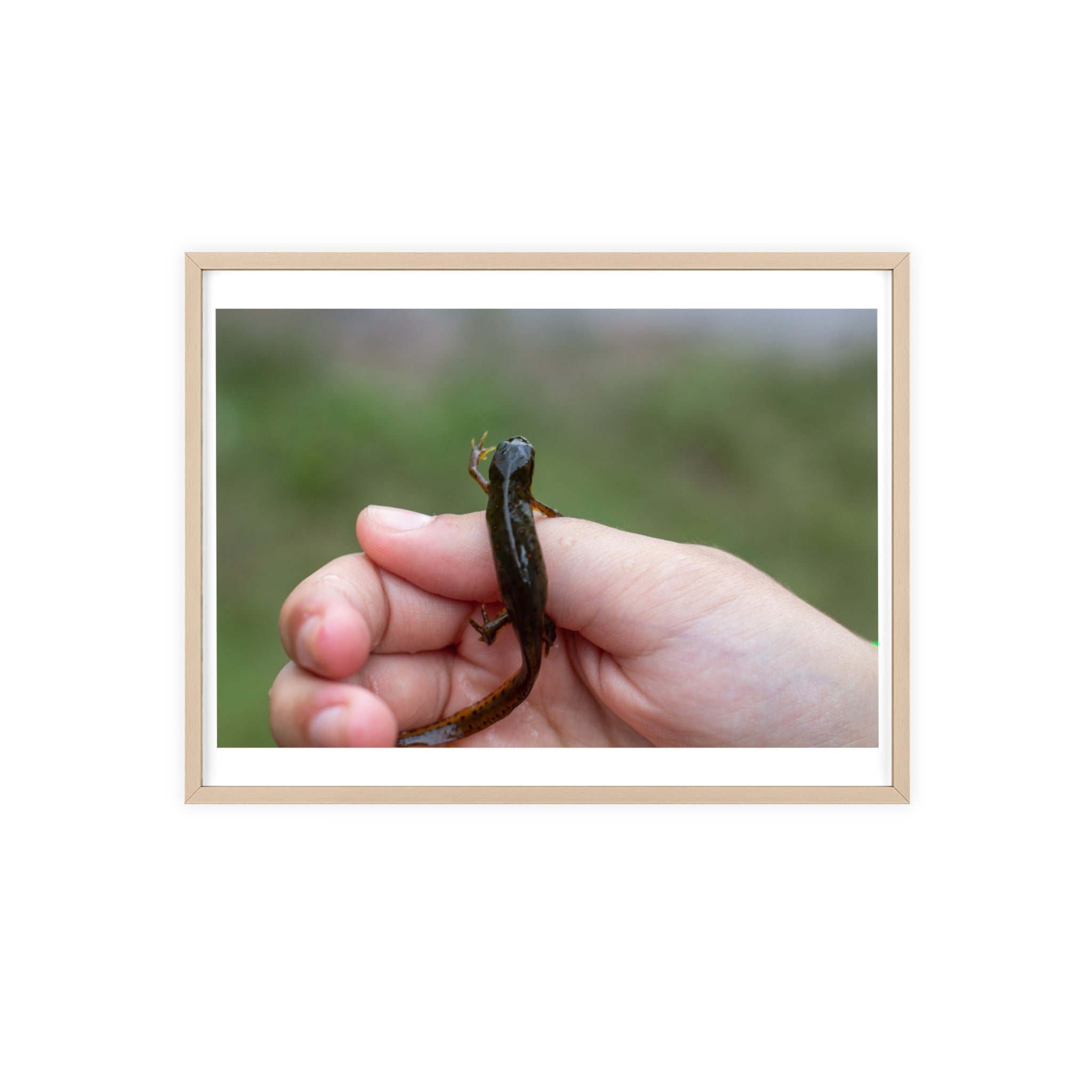 Framed Wildlife Photo Poster — Child Holding Newt