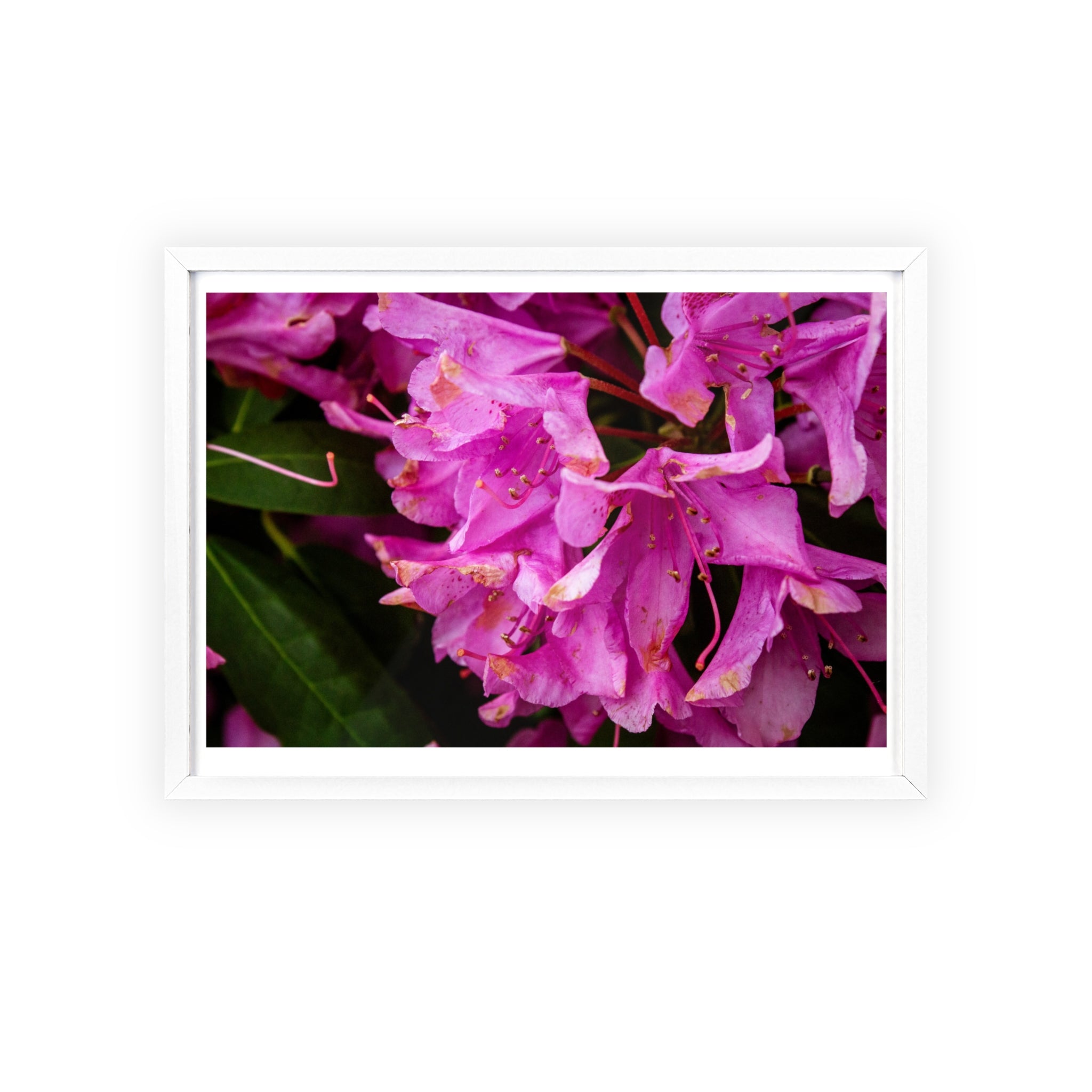 Framed Pink Rhododendron Poster — Floral Wall Art with Wooden Frame